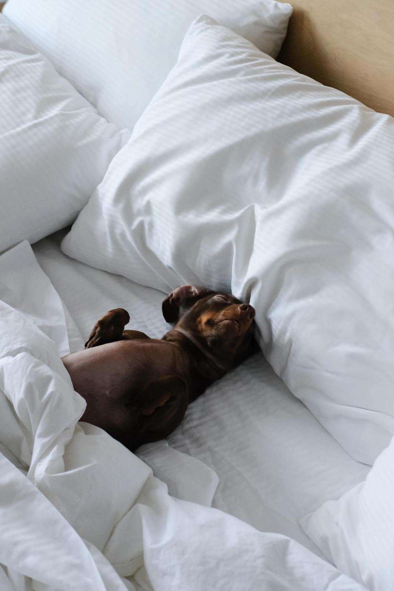 Griffintown Hotel Montreal Ngoại thất bức ảnh